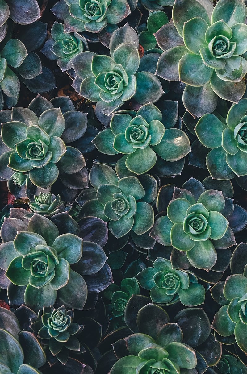 Succulent Oasis
