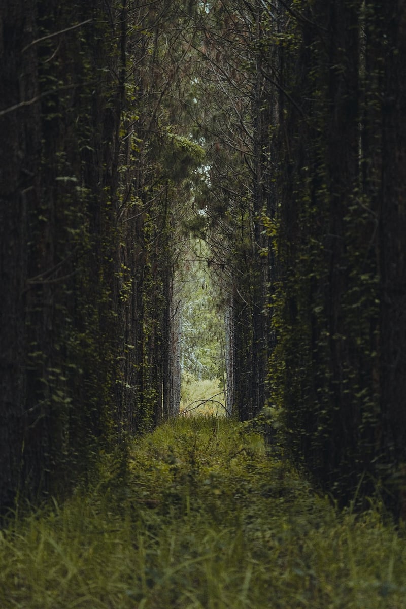 Whimsical Pathways